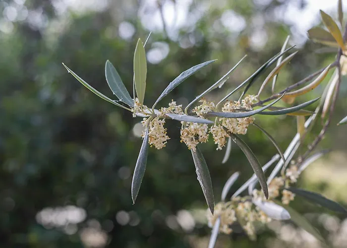 Vivienda rural del salado